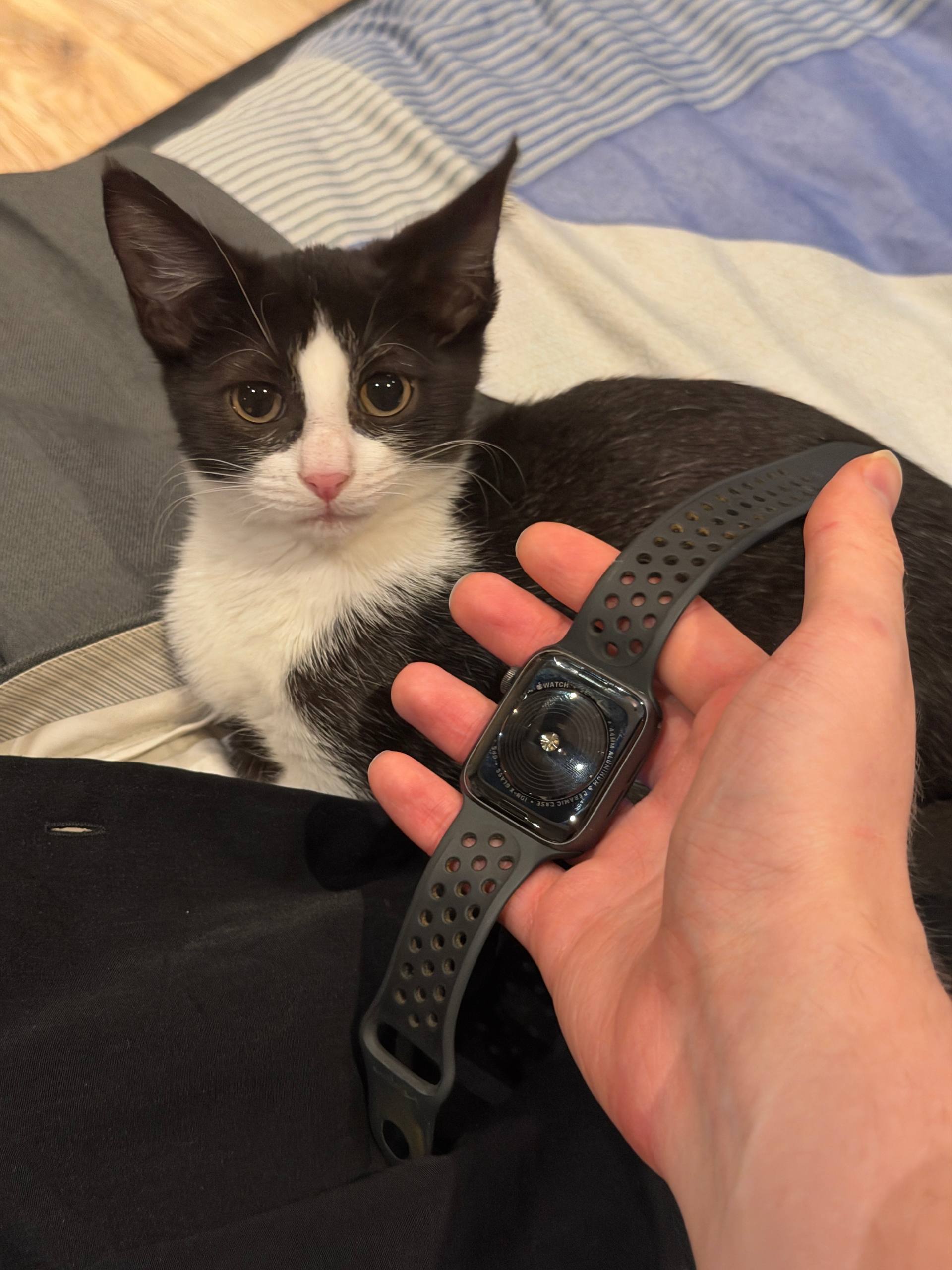 ⌚️ Apple Watch Nike SE — почти новые, отдам за 450 ₾ (реальный торг неуместен, цена и так 